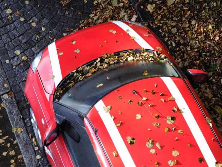 حذر خبراء من تساقط أوراق الشجر في الخريف على السيارة.. بسبب !